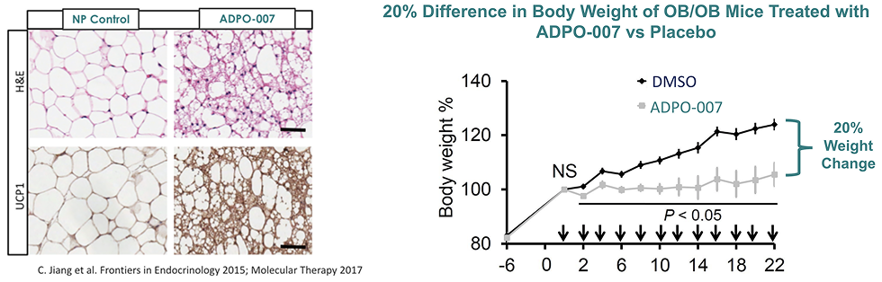 20% Difference in Body Weight of OB/OB Mice Treated with ADPO-002 vs Placebo. References: 1. C. Jiang et al. Mol Ther. 2017;25(7):1718-1729 2. P. Bi et al. Nat Med. 2014;20(8):911-8.